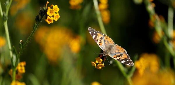 Painted Lady butterfly at Motte Rimrock Reserve (c) UCT / Stan Lim