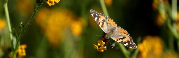Painted Lady butterfly at Motte Rimrock UCR Natural Reserve (c) UCR / Stan Lim